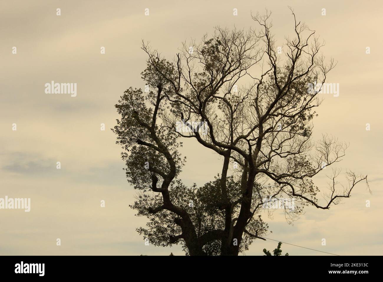 A tree with leaves and branches forming beautiful grooves in a sephia