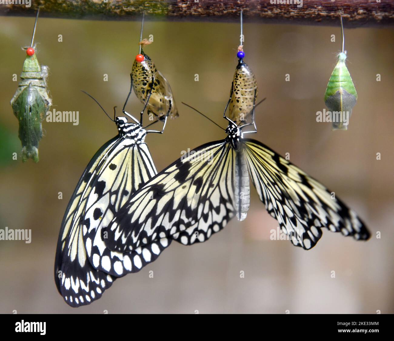 07 November 2022, SaxonyAnhalt, Wittenberg Lutherstadt White tree