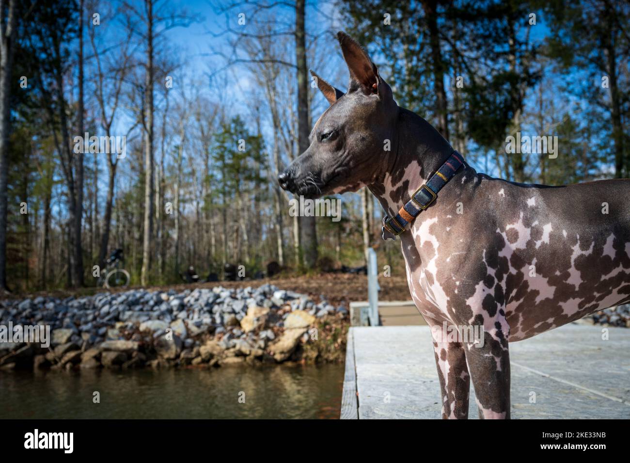 American Hairless Dog walking on a fishing deck in the Tennessee River. Taken in a cloudy day during the month of November Stock Photo