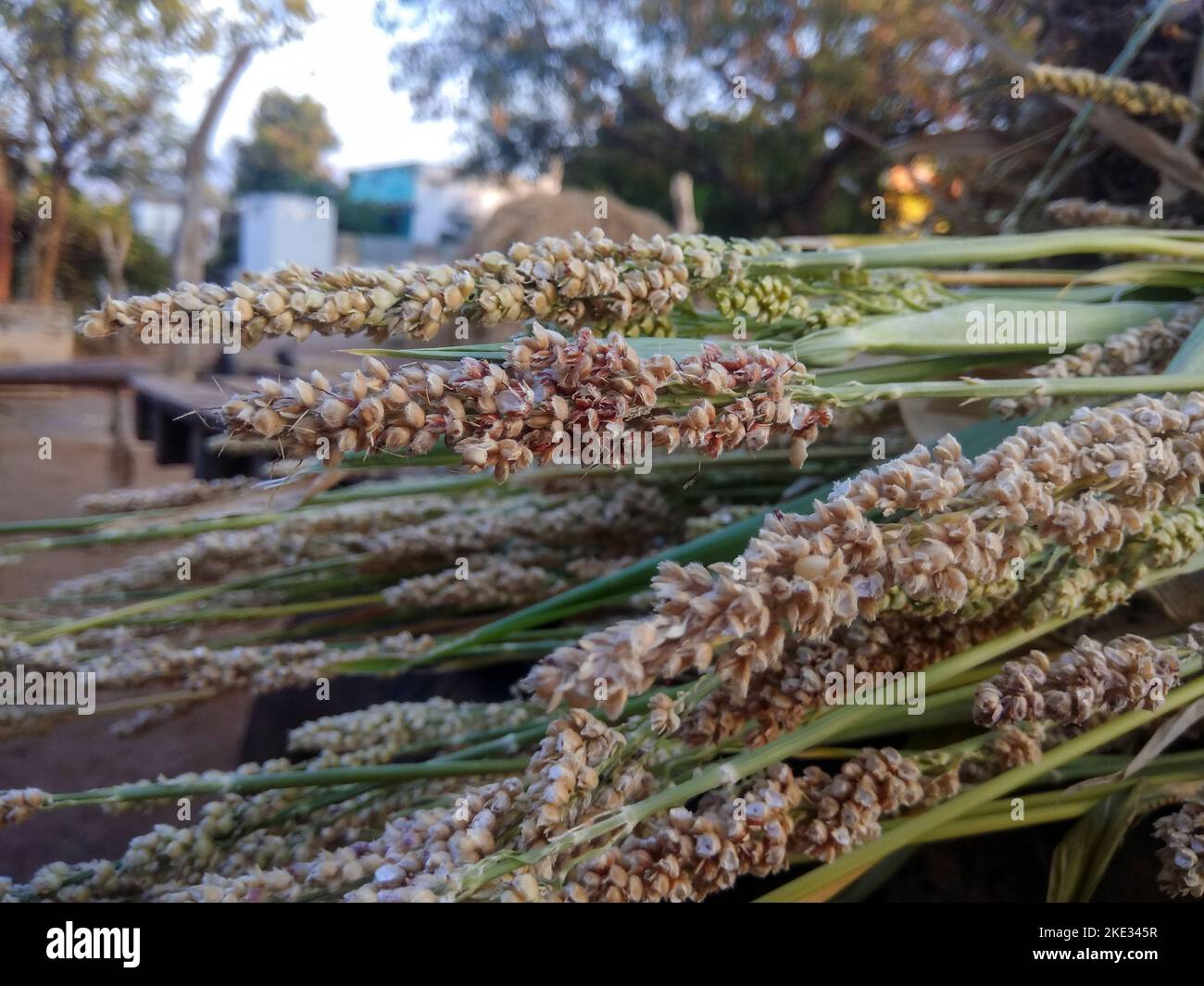 bicolor, commonly called and also known as great millet