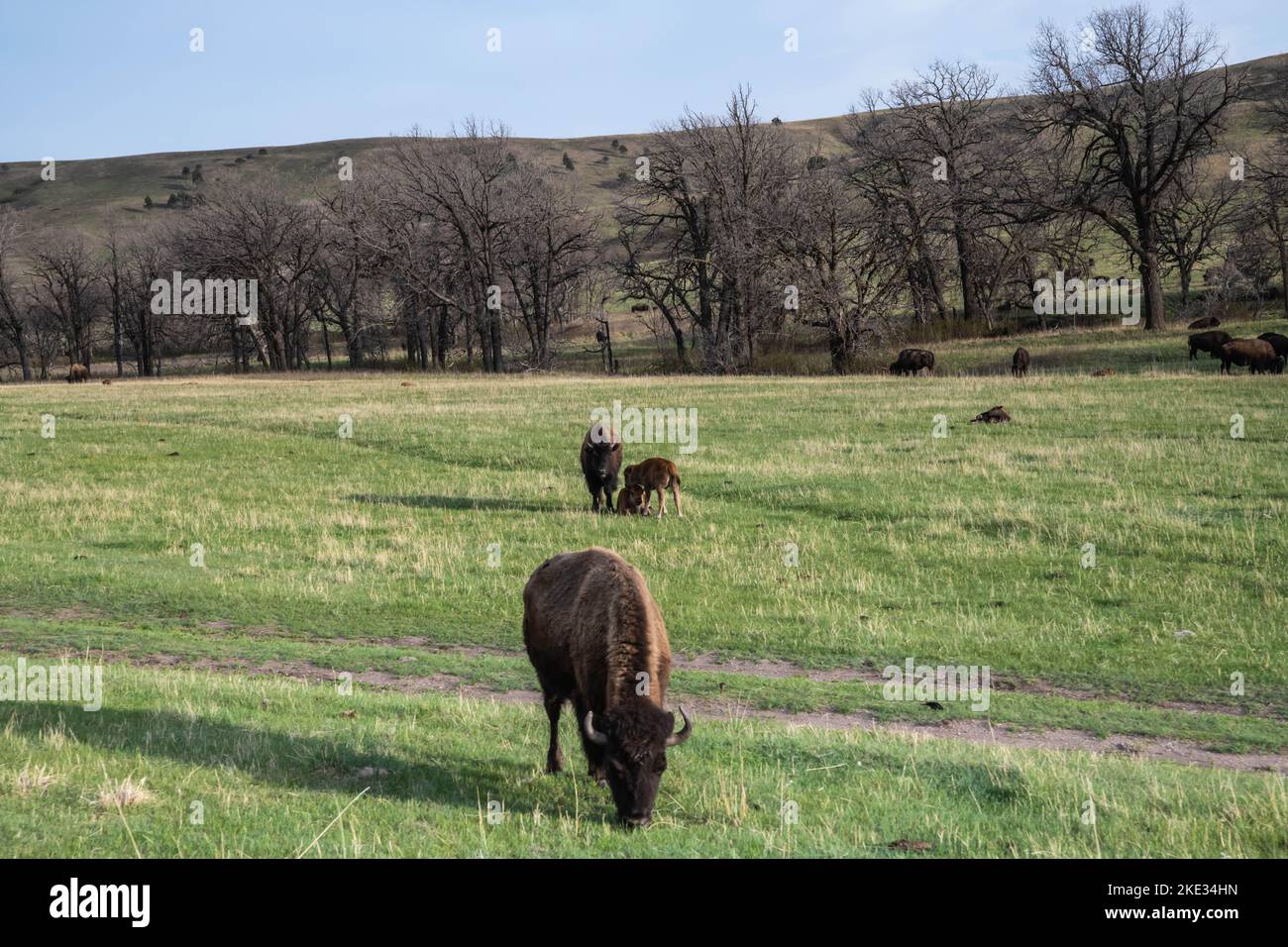 American Bison in the field of Custer State Park, Utah Stock Photo Alamy
