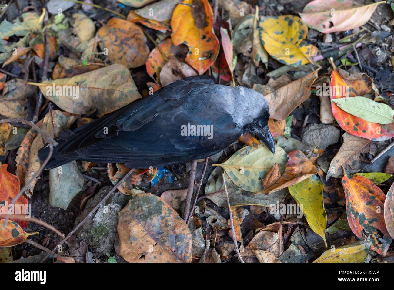 Crow bird died due to cold weather in winter season Stock Photo Alamy