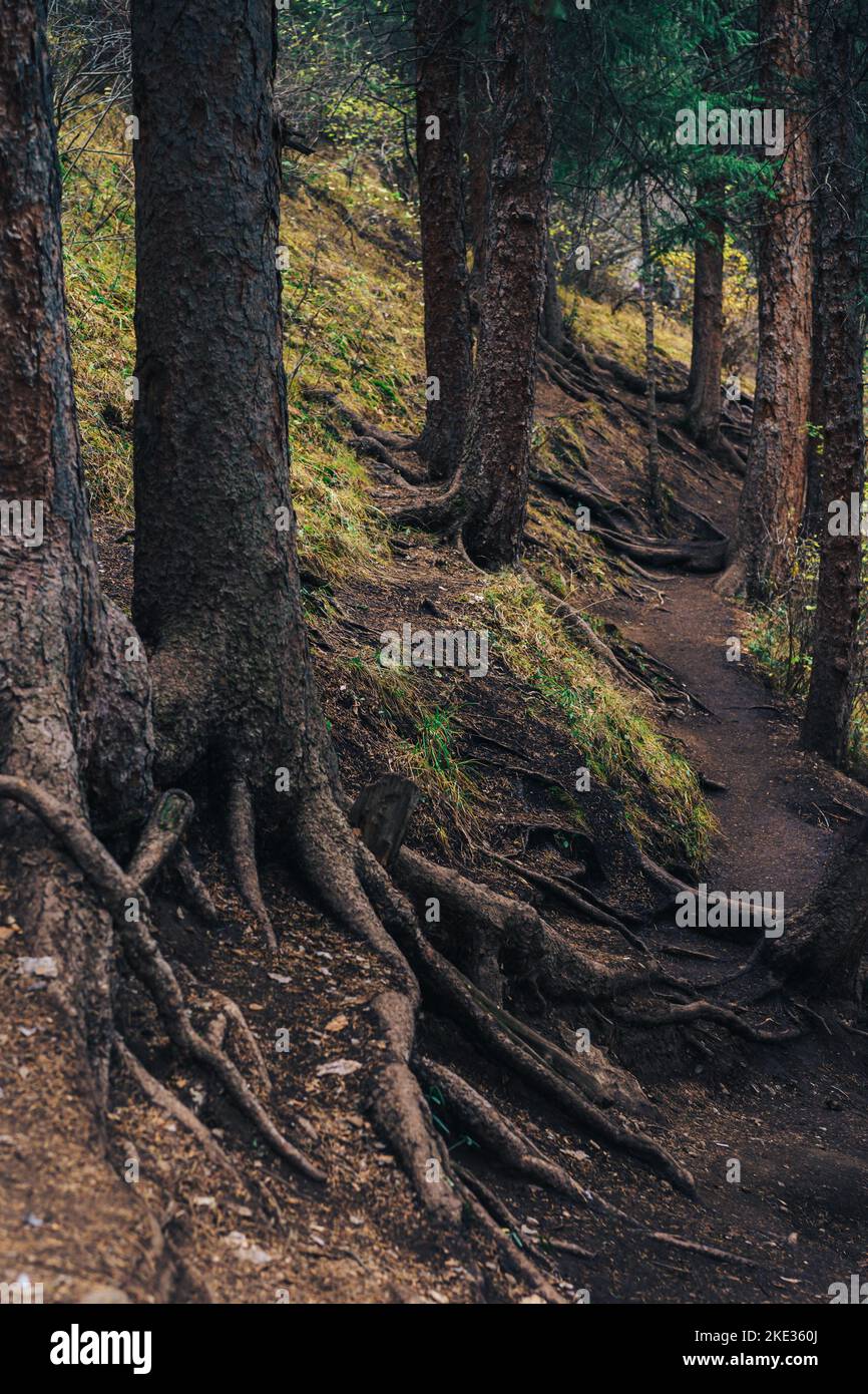 The roots of tall fir trees stick out of the ground Stock Photo Alamy