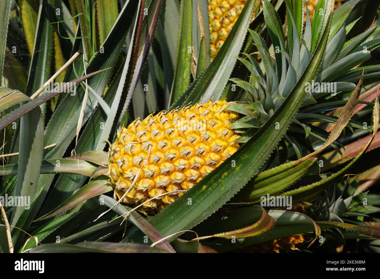 Pineapple tree (Ananas comosus) with a natural background. Exotic