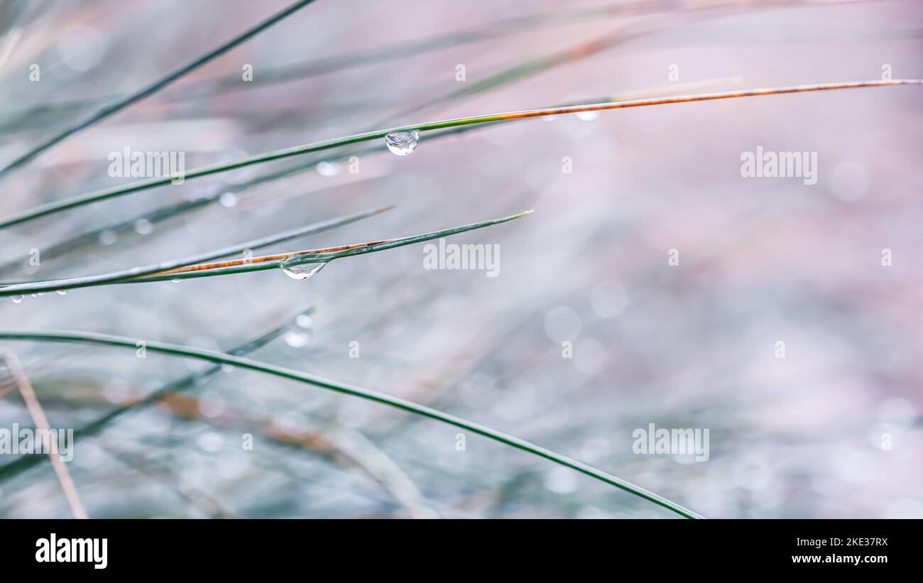 Soft focus ornamental grass Blue Fescue Festuca glauca with water drops. Blurred autumn background Stock Photo