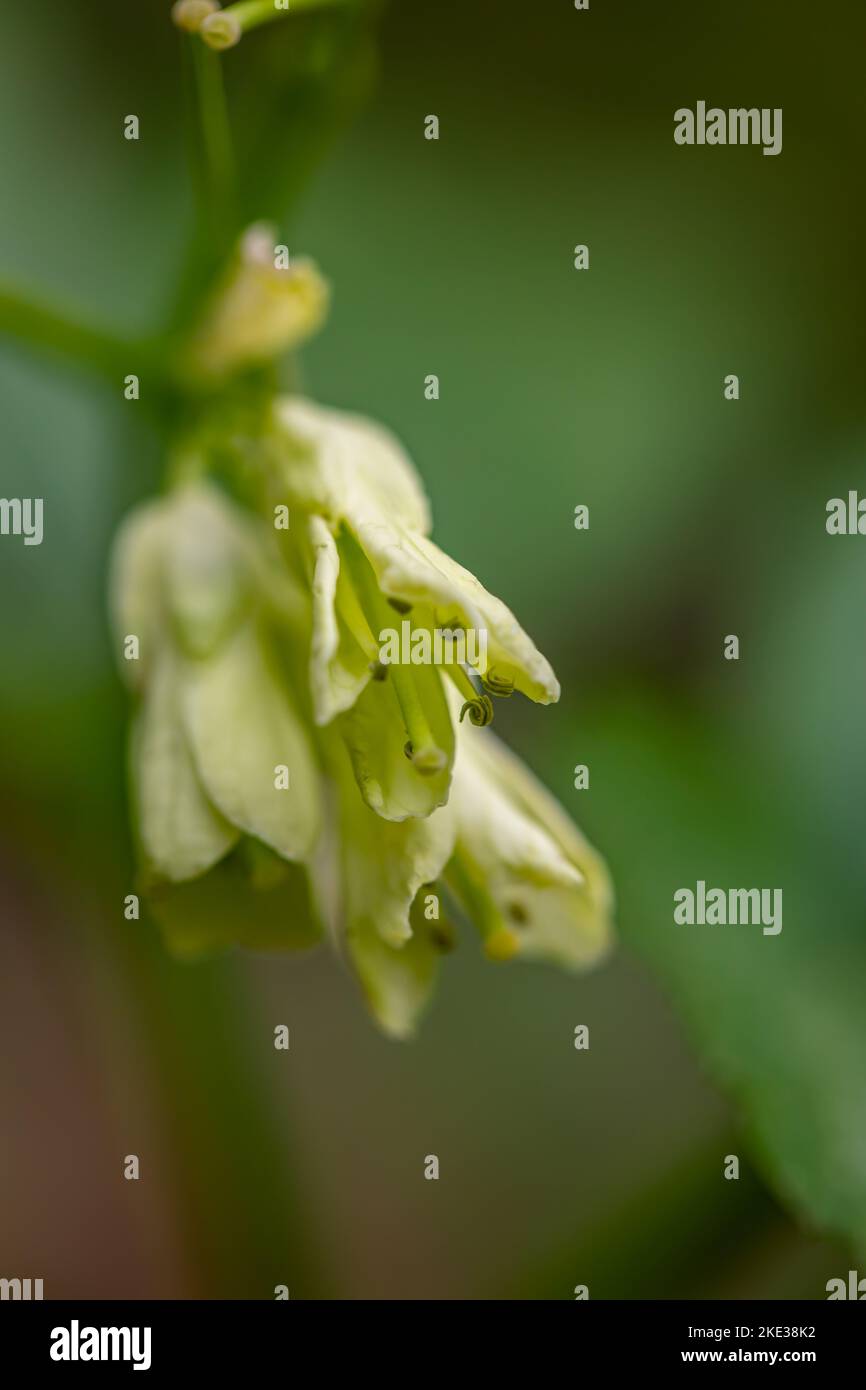 Cardamine enneaphyllos flower growing in meadow, close up Stock Photo