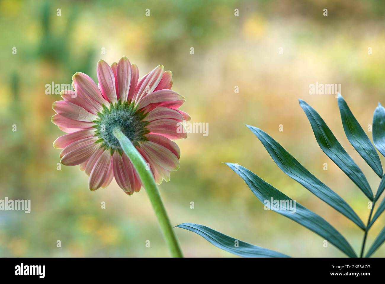 Beautiful gerbera flower. Gerbera is native to tropical regions of