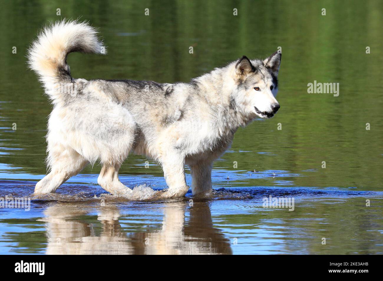 Malamute dog walking in the river, Quebec, Canada Stock Photo