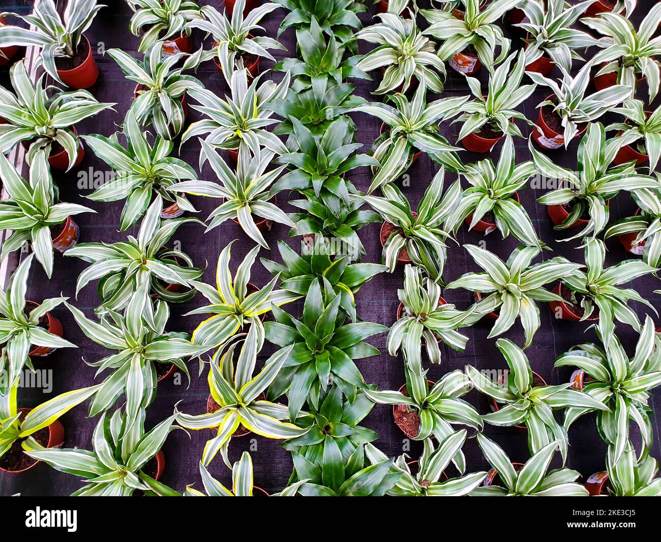 Dracaena seedlings a lot. Dracaena deremensis, Lemon Surprise, Lemon Surprise, Lemon Lime. And Dracaena angustifolia, Dracaena reflexa. Top view. Stock Photo