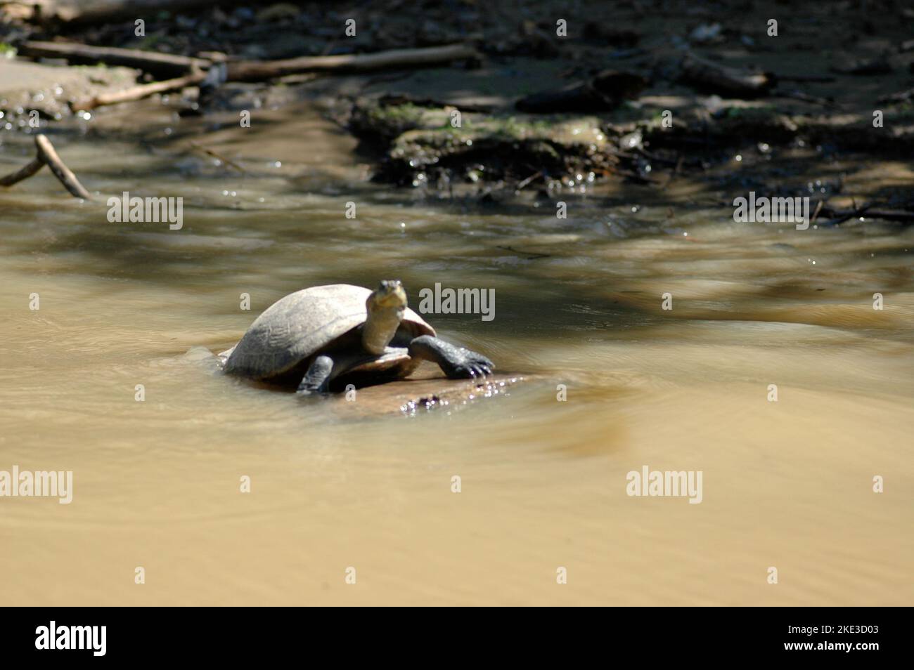 River Turtle Beni River Amazonas Bolivia pampas Stock Photo