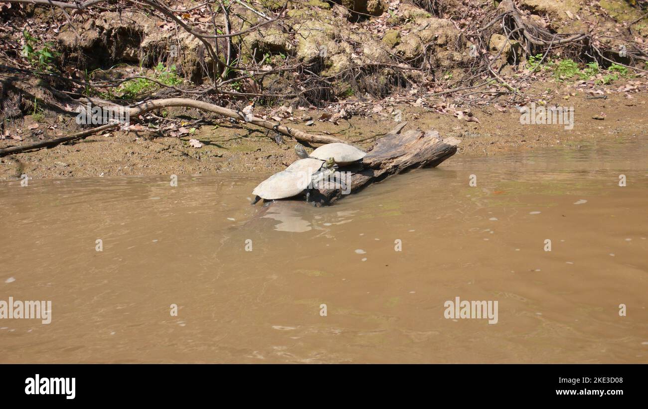 River Turtle Beni River Amazonas Bolivia pampas Stock Photo