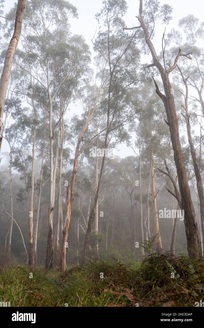 Eucalyptus trees towering into the early morning mist Stock Photo