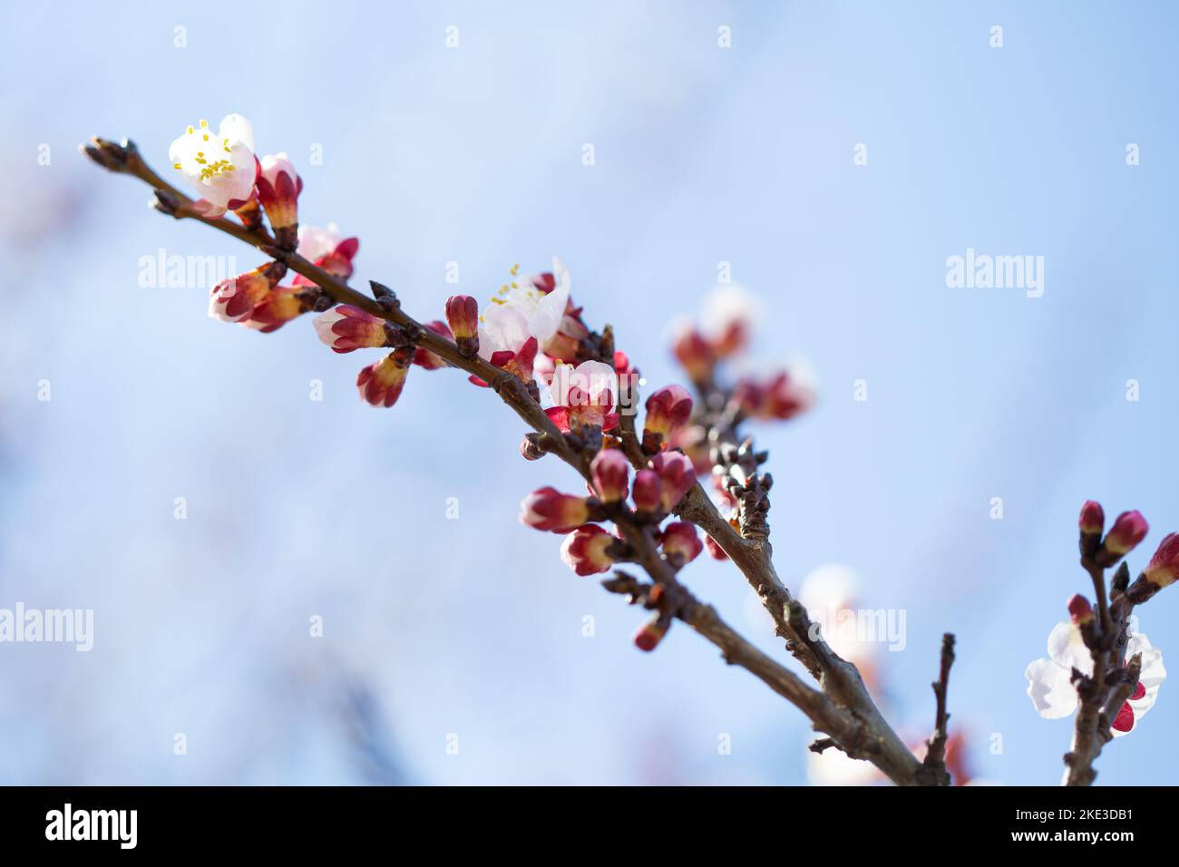 Close up of blooming spring branches with flowers nature Stock Photo