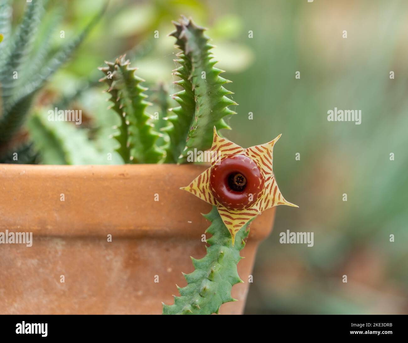 Huernia zebrina, lifesaver plant, lifesaver cactus, or carrion flower, is a small perennial succulent with beautiful flowers that have a terrible smell. Stock Photo