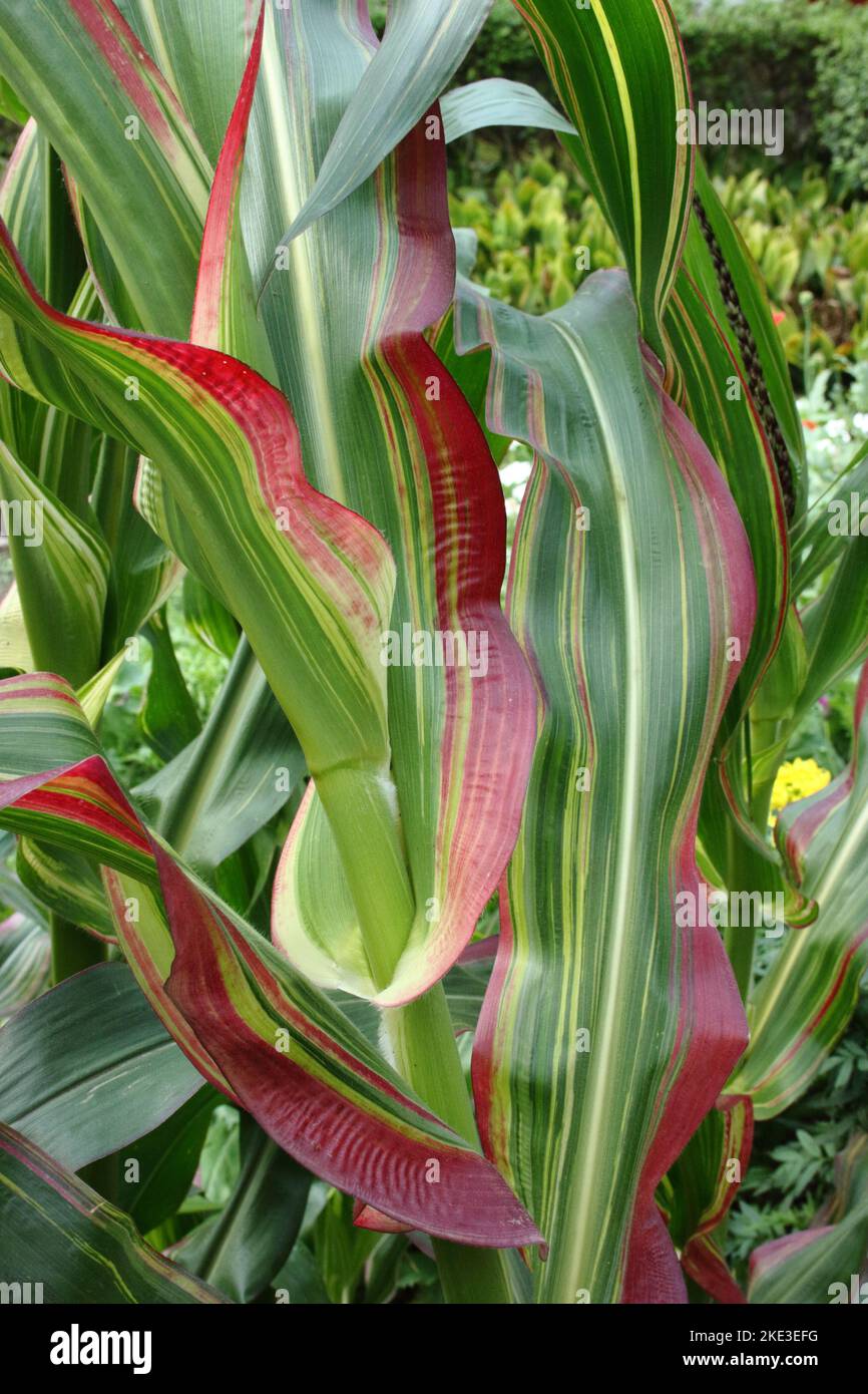 Striped Japanese Maize (Zea japonica variegata 'Stripes and stripes