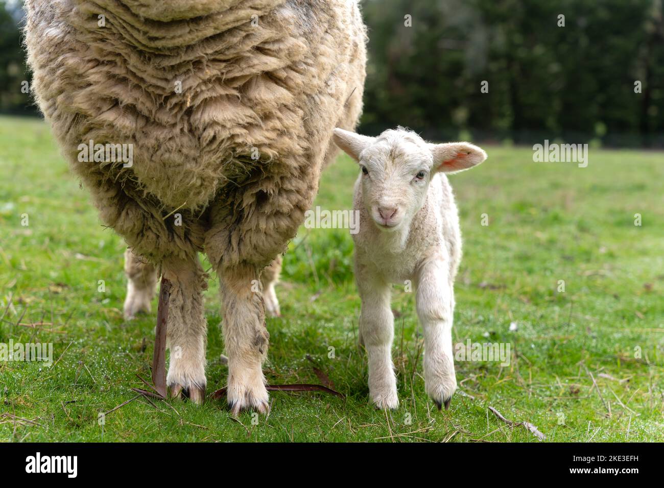 A three day old white Dorper x Merino lamb standing beside its mother Stock Photo