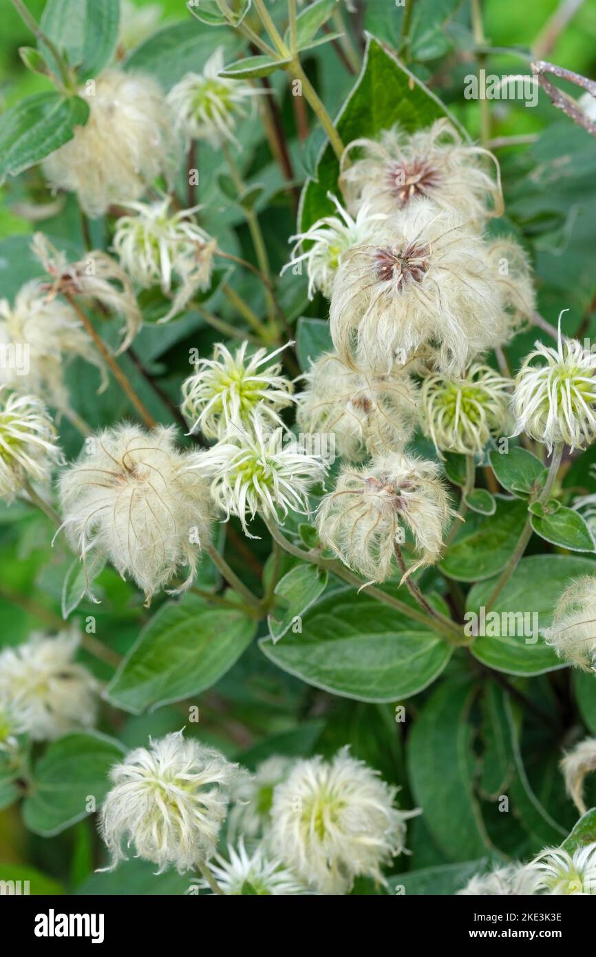 Clematis integrifolia, solitary clematis, entire-leaved clematis, virgins-bower, non climbing clematis feathery, silvery seedheads Stock Photo