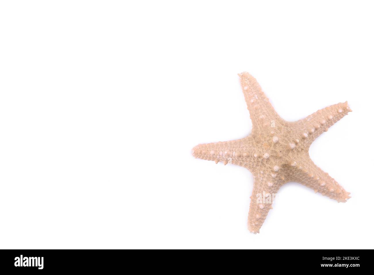 Isolated starfish on white background, cut out Stock Photo - Alamy