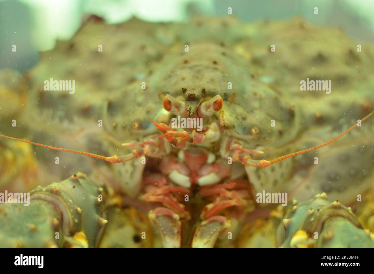 King Crab in Aquarium Norway on market allive Stock Photo Alamy