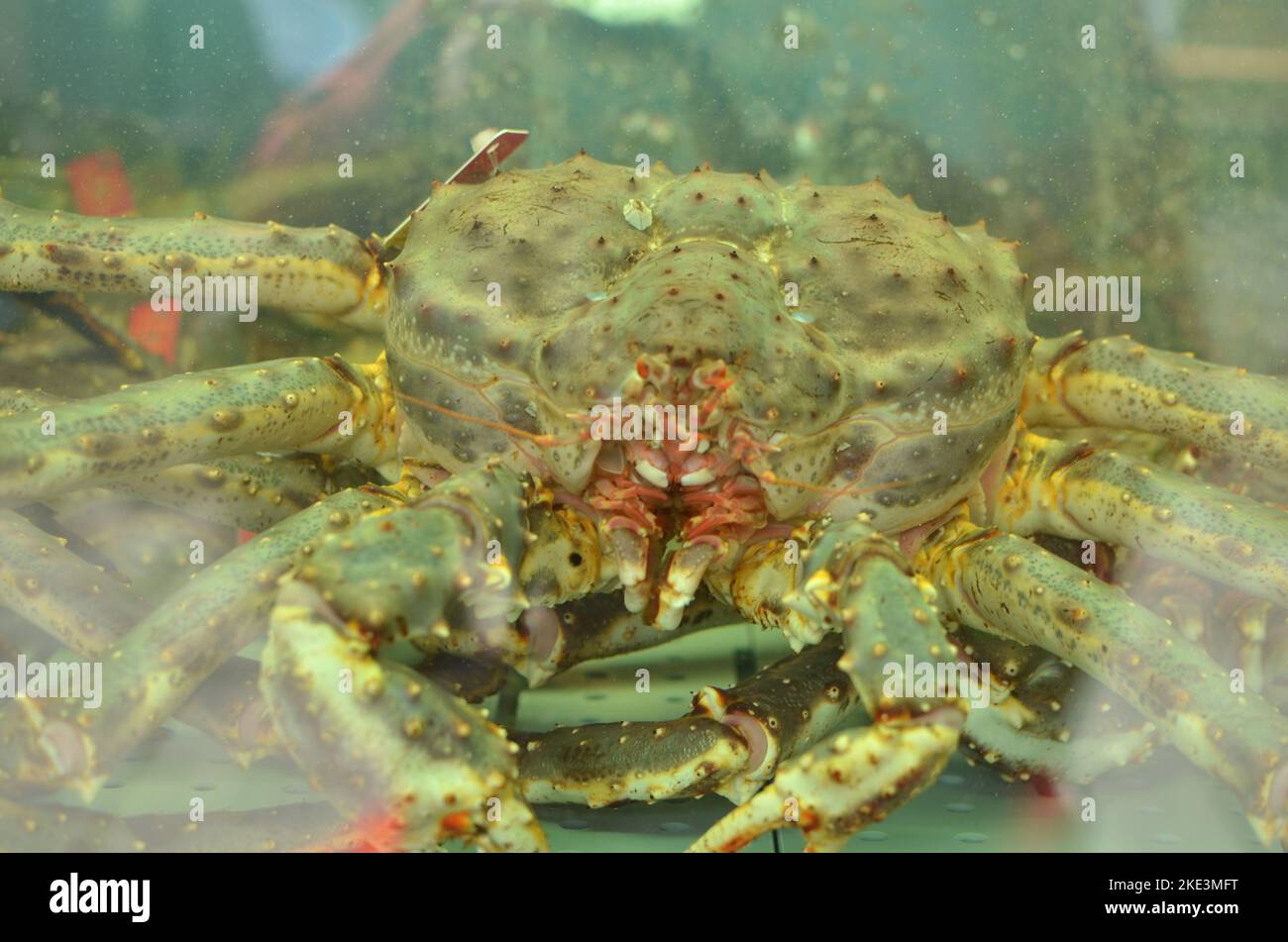 King Crab in Aquarium Norway on market allive Stock Photo Alamy