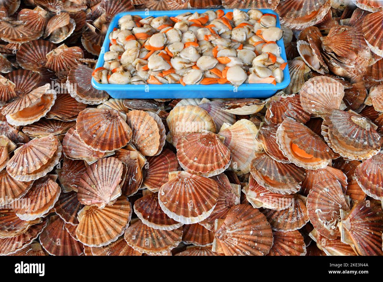 Fresh french scallops on a seafood market at Dieppe France Stock Photo Alamy