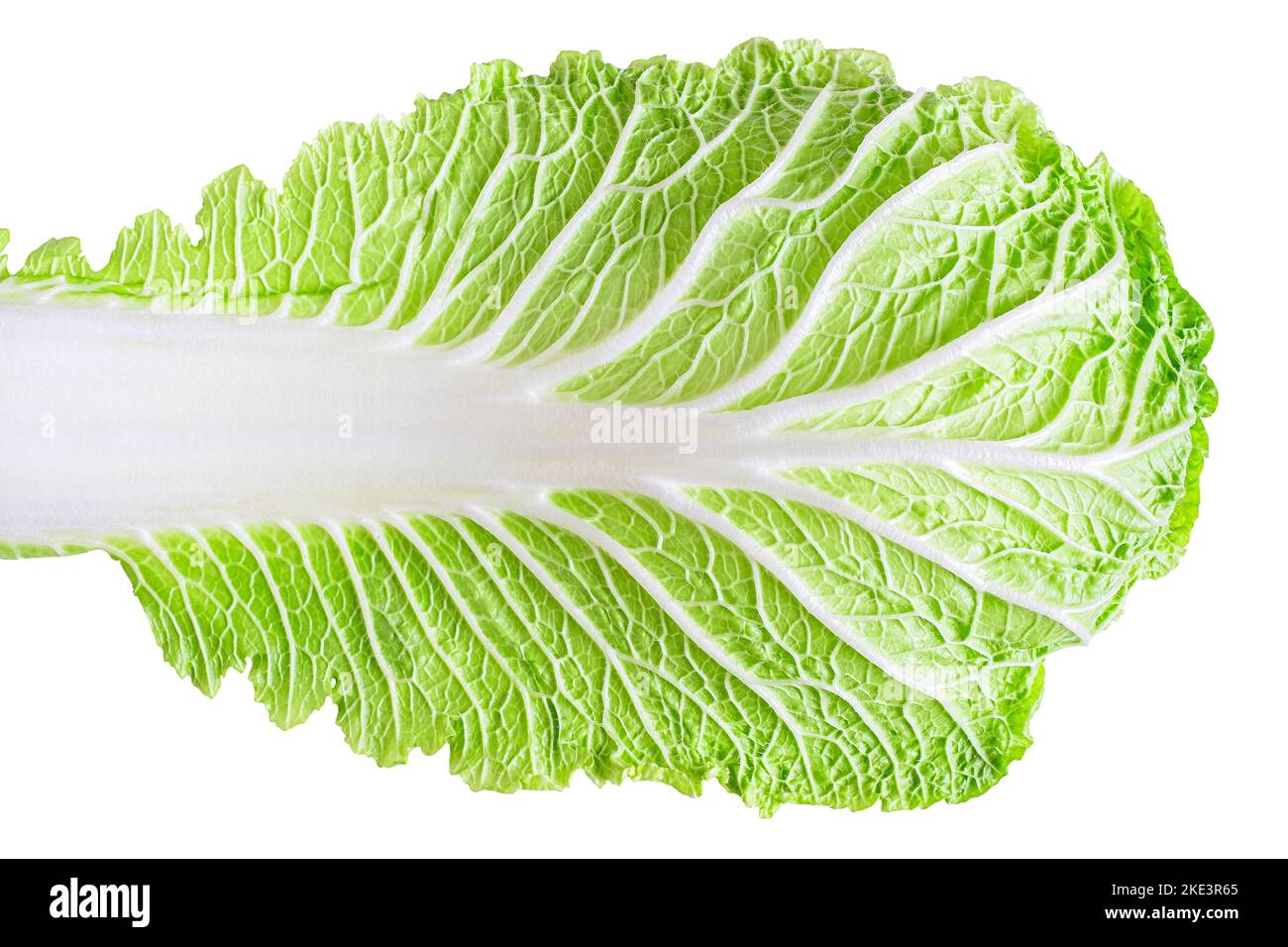 Napa cabbage leaf or chinese cabbage leaf isolated on white background