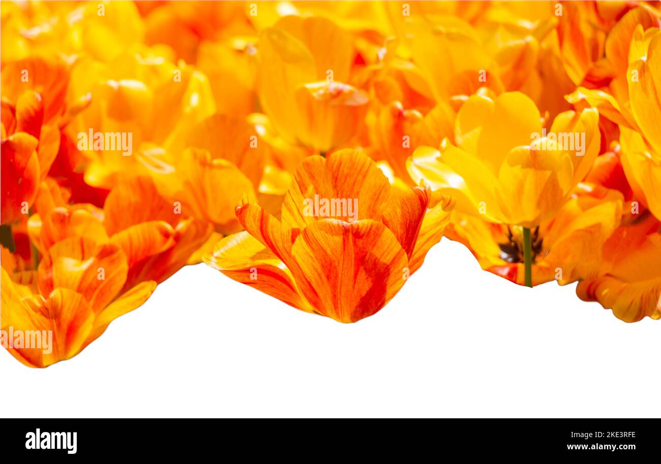 Spring flowers tulips isolated on white background. floral collection ...