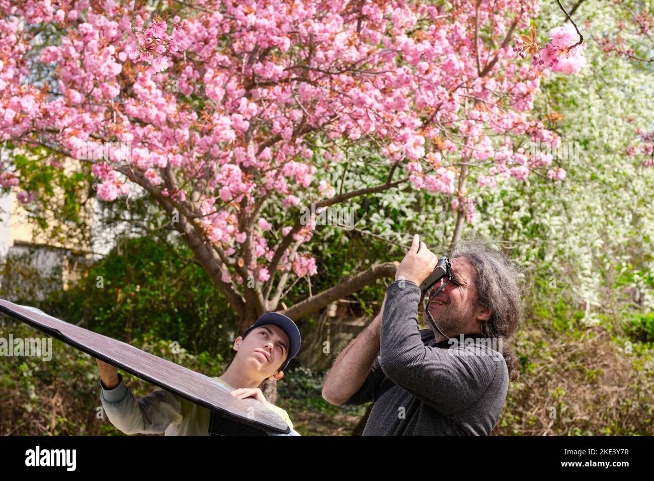 Father and son photographers shooting Sakura blossoms in springtime. The son assists with a reflector the father who is photographing flowers. A Stock Photo