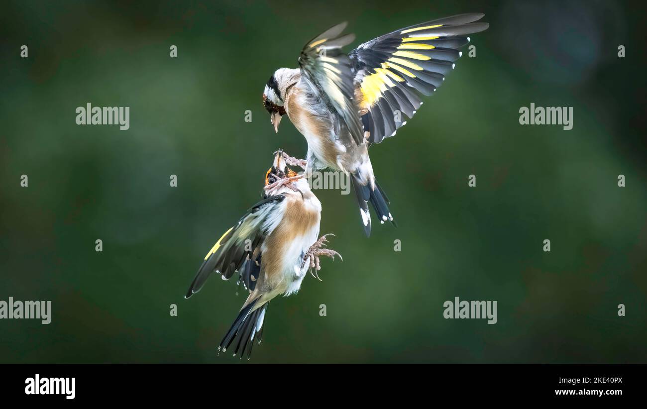 These two goldfinches fight over food. Leeds, UK: THESE TWO goldfinches twist and turn in an intricate battle over food, somersaulting to win the priz Stock Photo