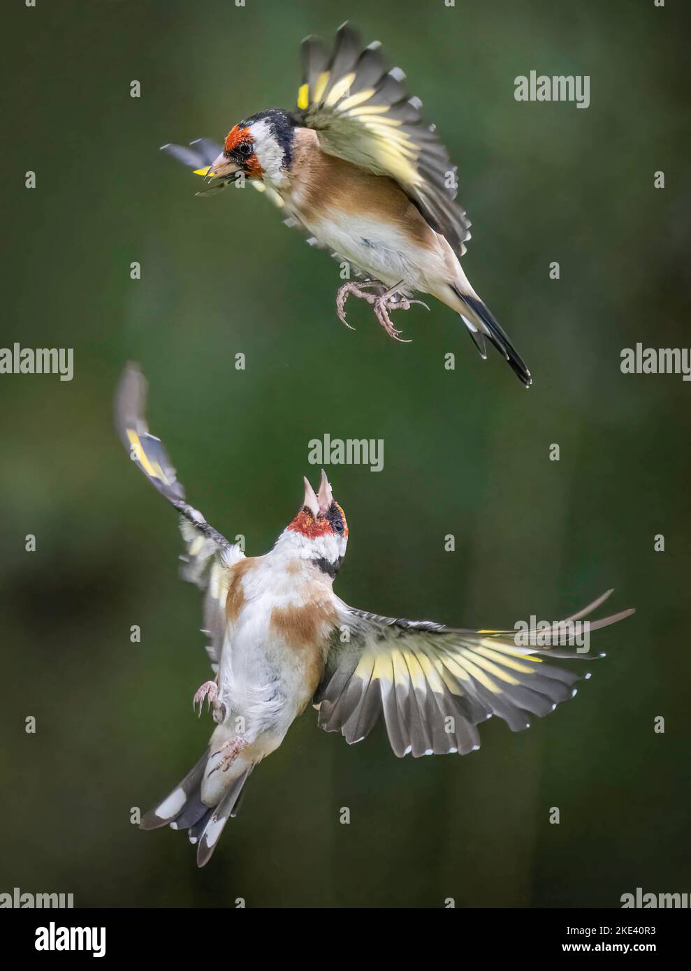 Attack from below. Leeds, UK: THESE TWO goldfinches twist and turn in an intricate battle over food, somersaulting to win the prize. One image shows t Stock Photo