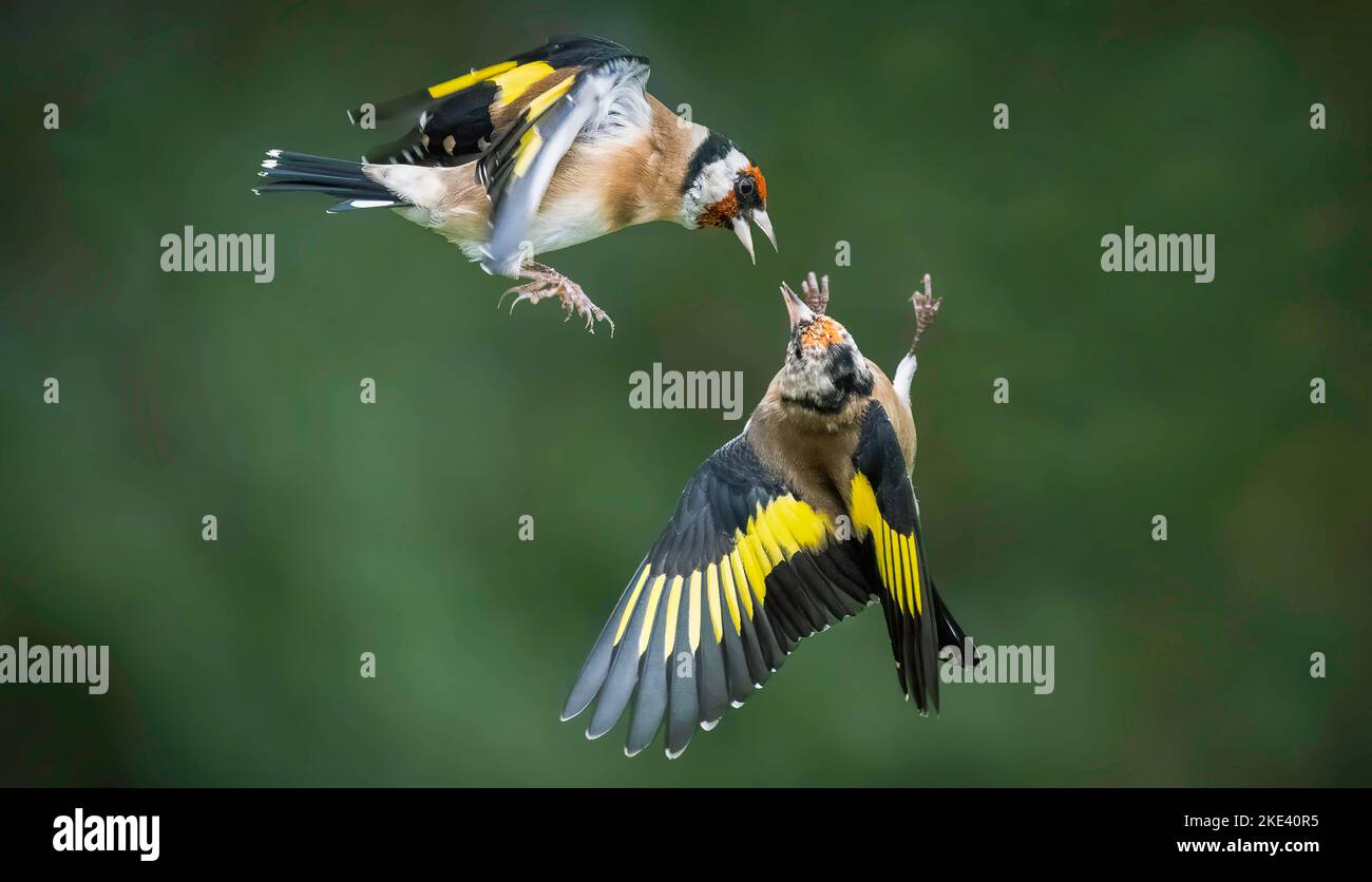 Beak attack. Leeds, UK: THESE TWO goldfinches twist and turn in an intricate battle over food, somersaulting to win the prize. One image shows two gol Stock Photo