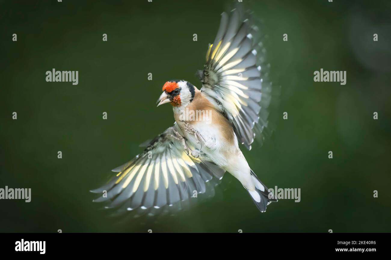 Wings outstretched. Leeds, UK: THESE TWO goldfinches twist and turn in an intricate battle over food, somersaulting to win the prize. One image shows Stock Photo