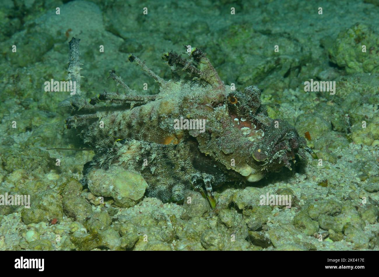 Inimicus filamentosus, filament-finned stinger, devil scorpionfish, Filament-Teufelsfisch Stock Photo