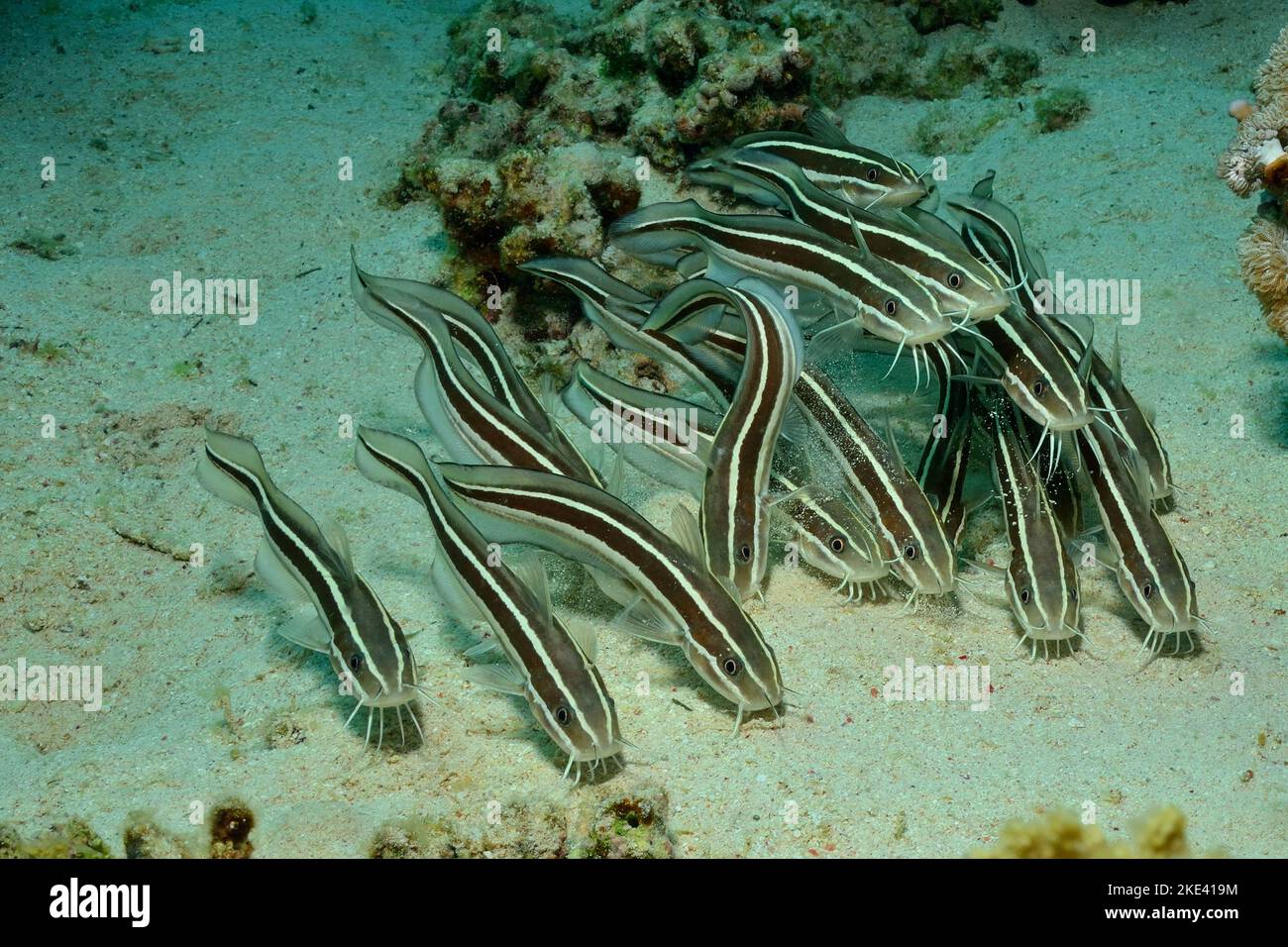 striped eel catfishes, Gestreifter Korallenwels, Plotosus lineatus, Schwarmverhalten, schooling behavior Stock Photo