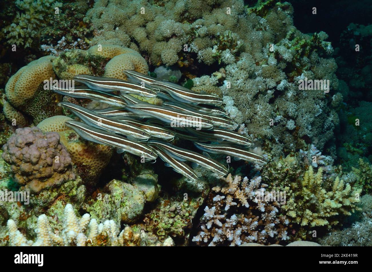 striped eel catfishes, Gestreifter Korallenwels, Plotosus lineatus, Schwarmverhalten, schooling behavior Stock Photo