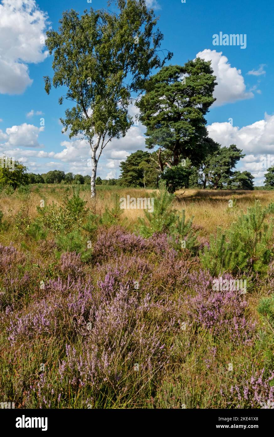 Silver birch tree trees and purple heather on Strensall Common nature reserve heathland in summer near York North Yorkshire England UK Great Britain Stock Photo