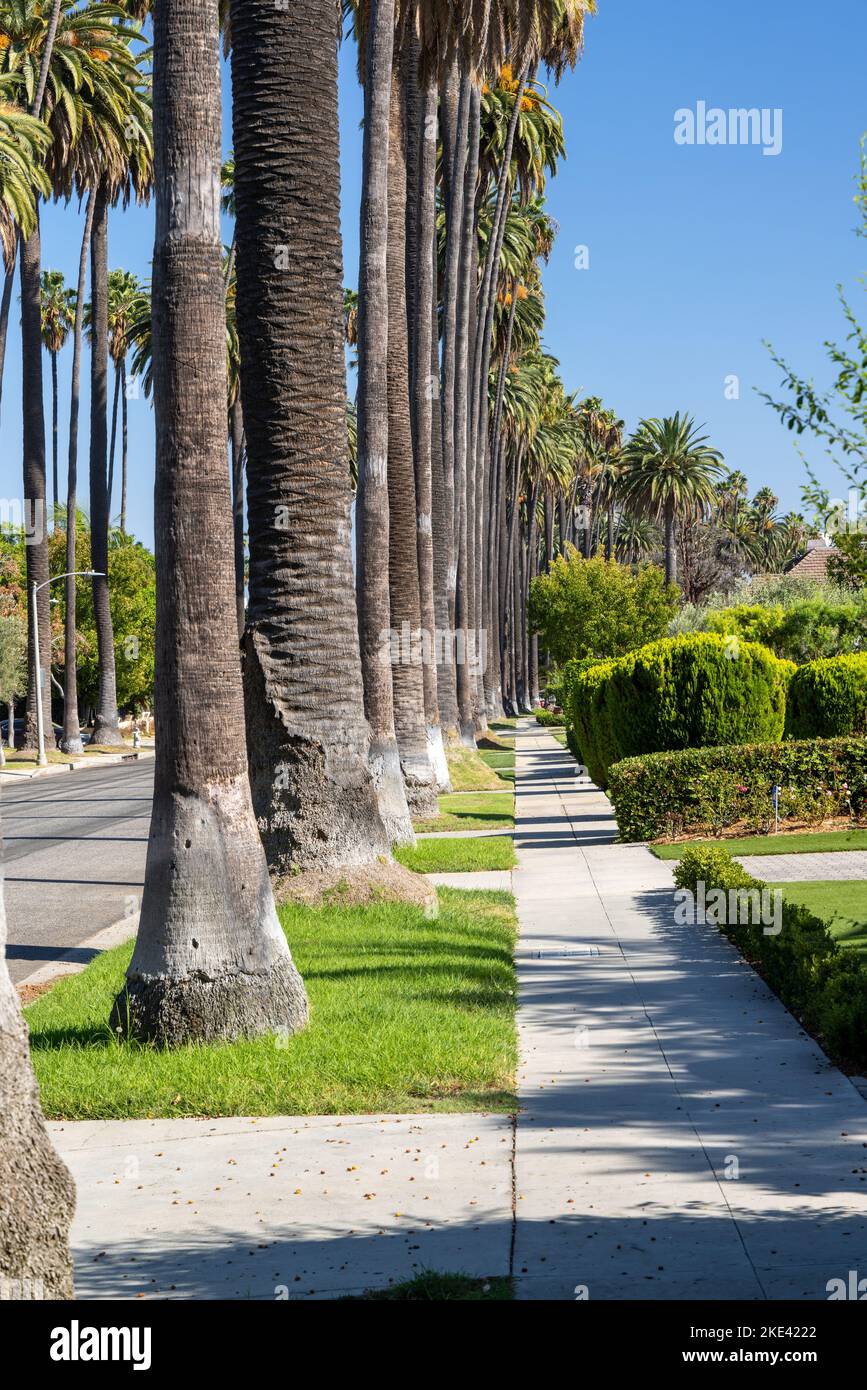 Beverly Hills street with tall palm trees. Los Angeles, California Stock Photo Alamy