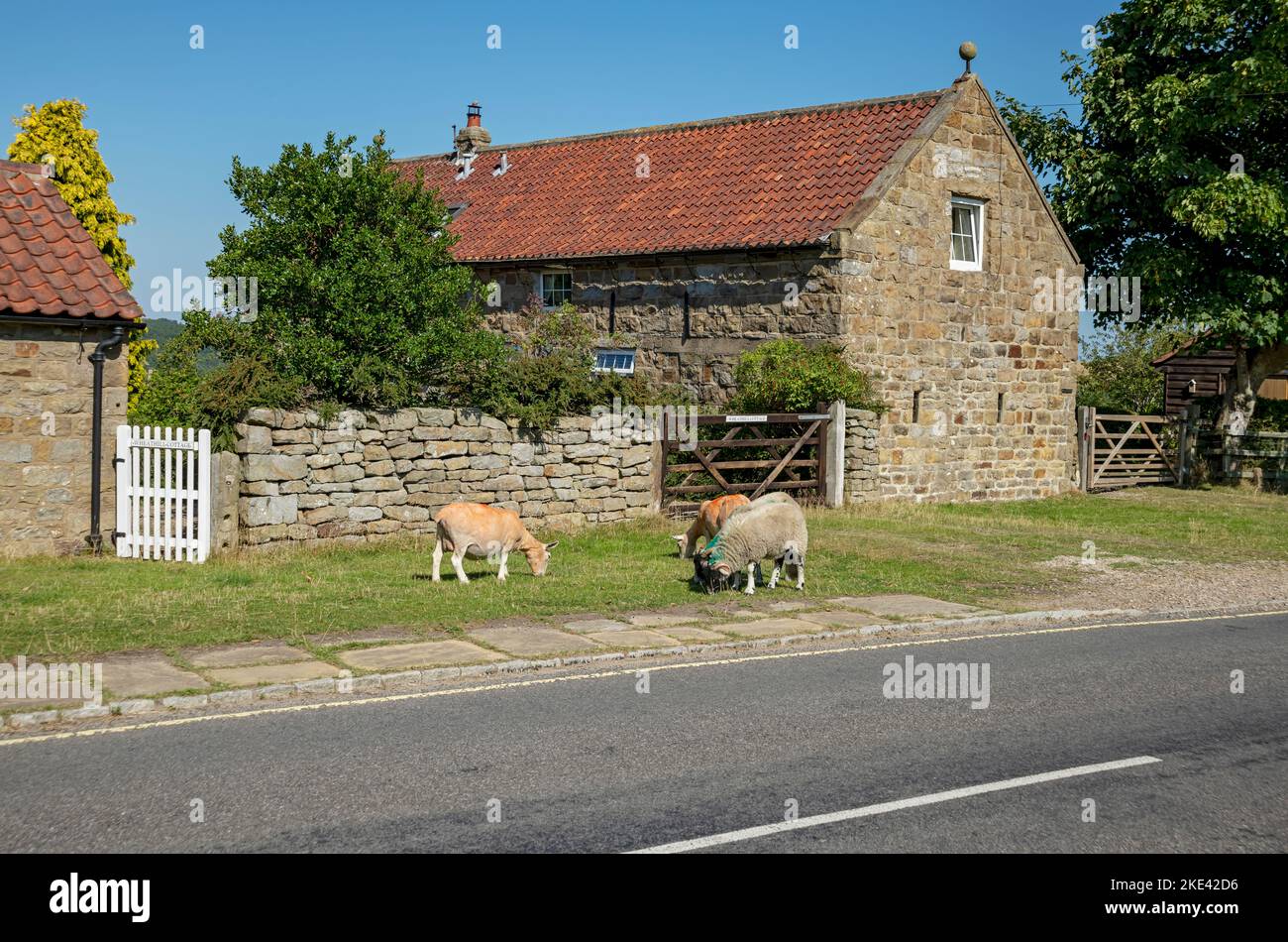 Sheep grazing on grass verge in the village cottages cottage farm house in summer Goathland North York Moors National Park North Yorkshire England UK Stock Photo