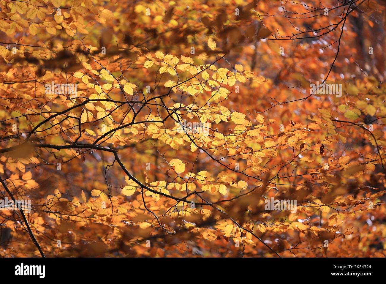 Golden beech leafs hi-res stock photography and images - Alamy