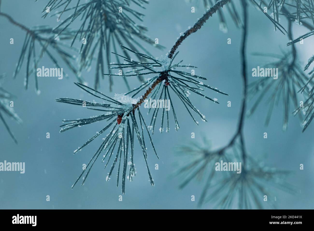 snow on the pine tree leaves in wintertime, christmas time Stock Photo