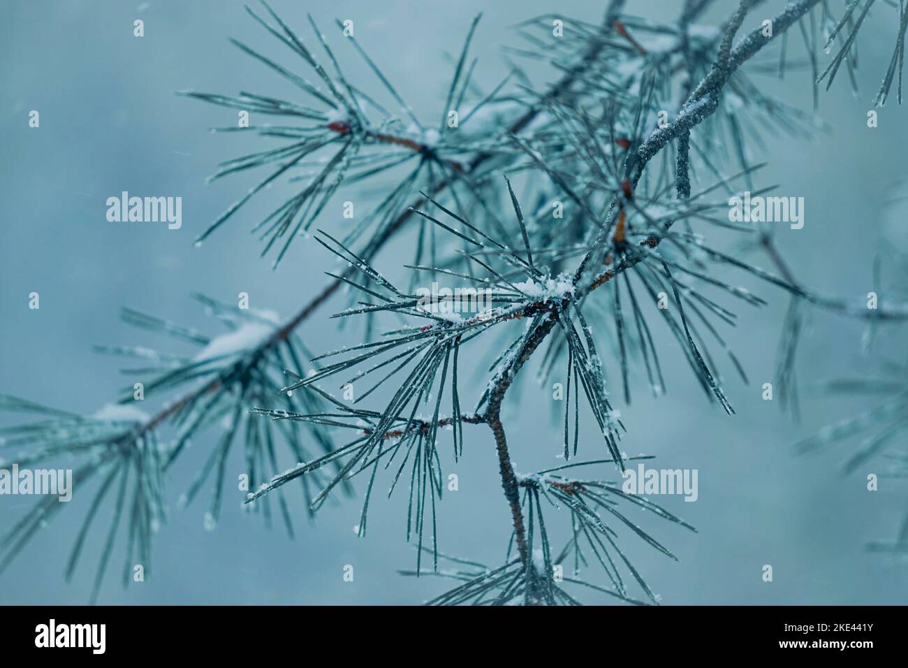 snow on the pine tree leaves in wintertime, christmas time Stock Photo