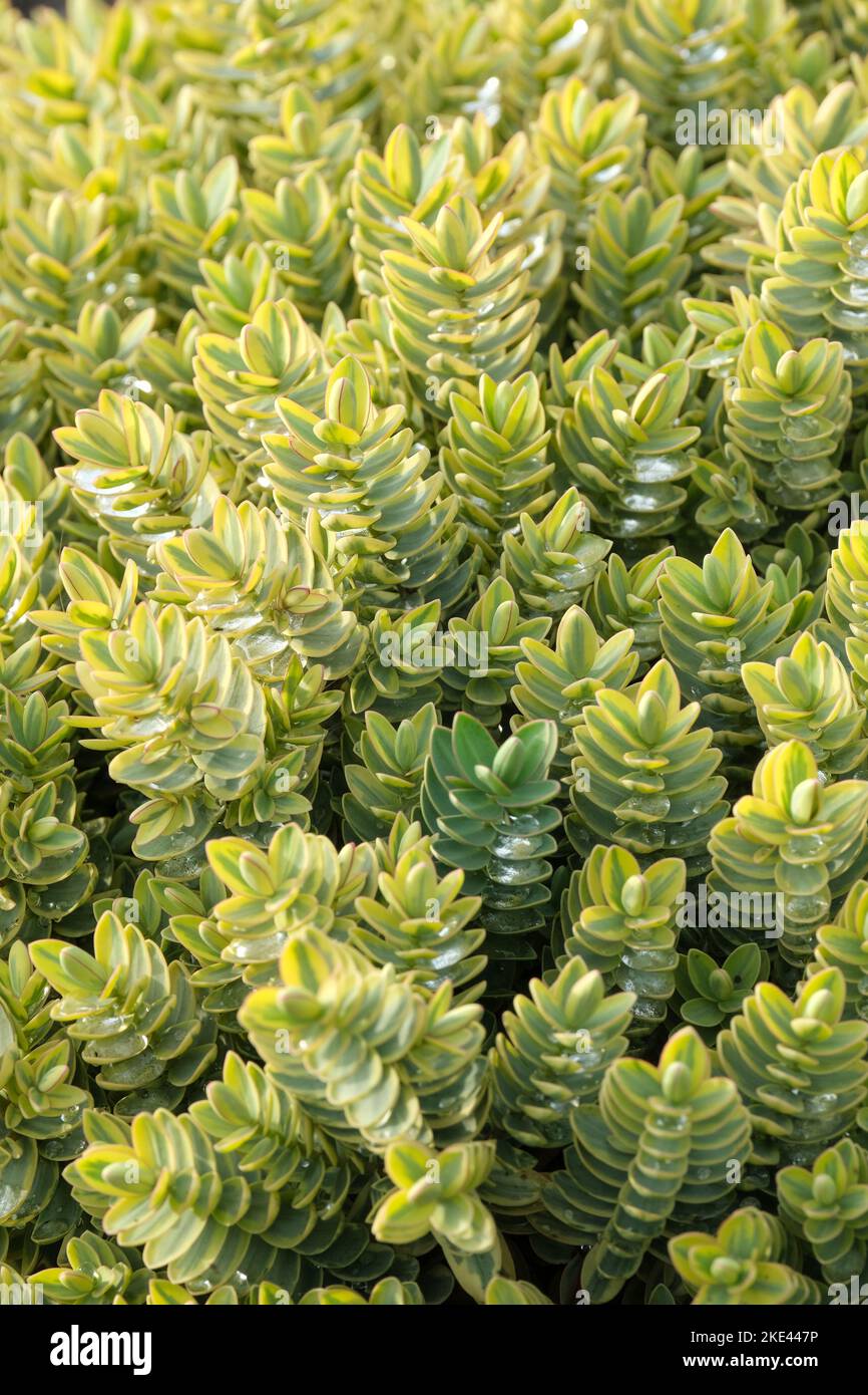 Veronica Sweet Kim, hebe Sweet Kim, dwarf evergreen shrub grey-green leaves, cream margins slightly red at the edge Stock Photo