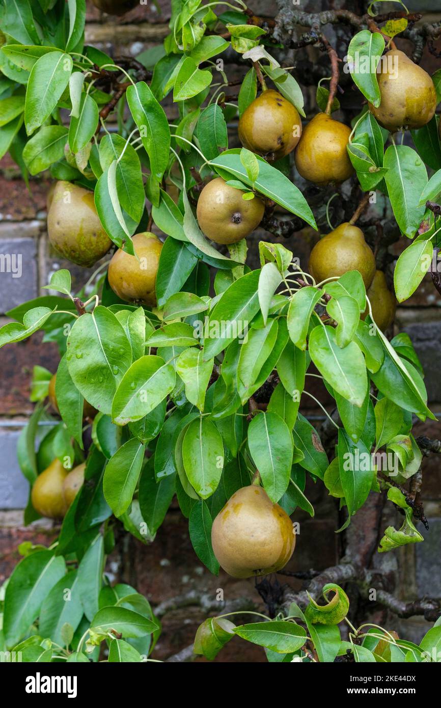 Pyrus communis Winter Nelis, Pear Winter Nelis is a fine, late deciduous pear tree variety Stock Photo