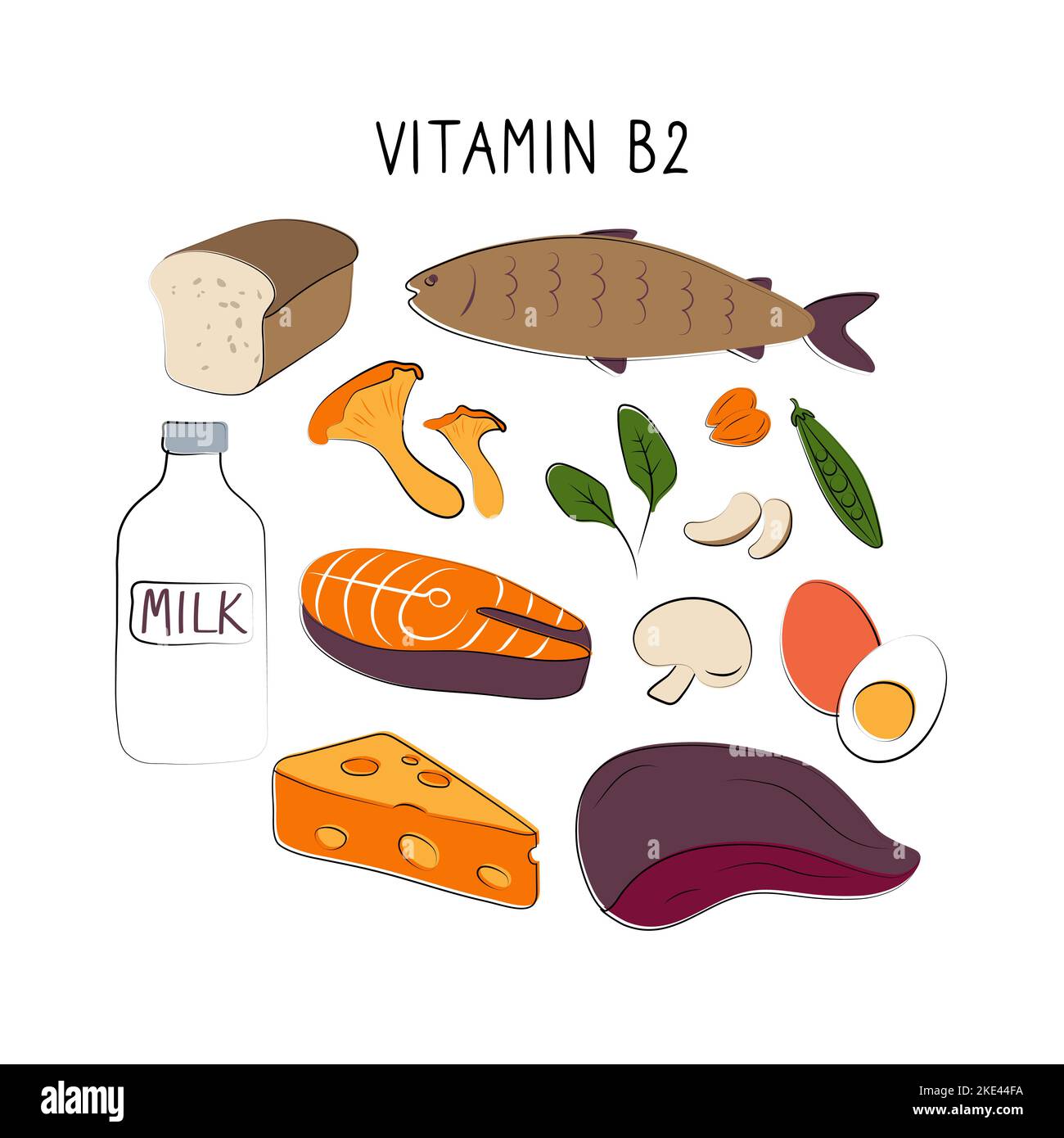 Vitamin B2 riboflavin. Groups of healthy products containing vitamins