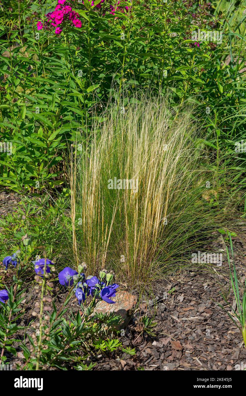 Miscanthus millet, decorative garden grass for decorating wet areas Stock Photo Alamy