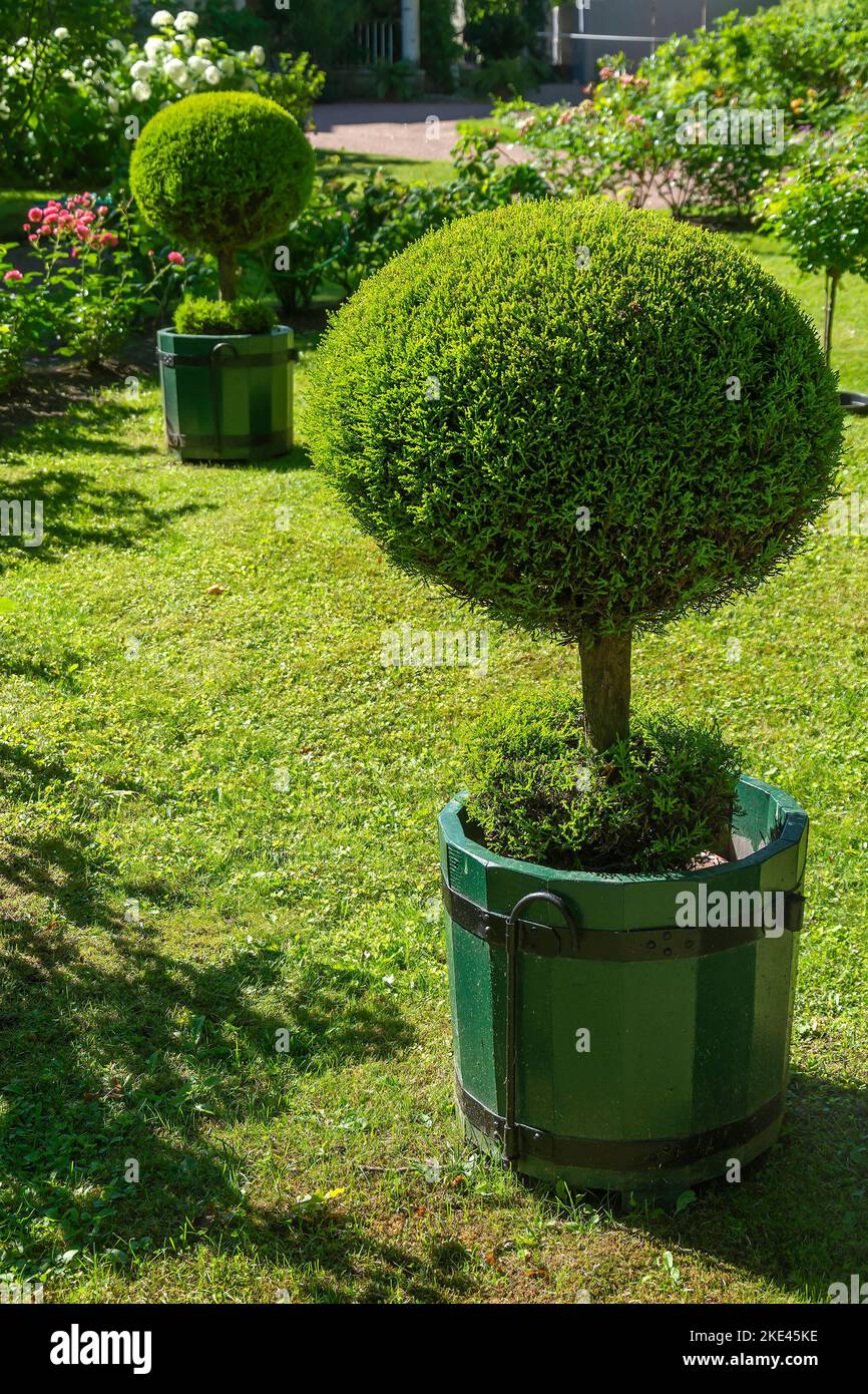 A pot with a topiary plant on the lawn among flowering shrubs Stock