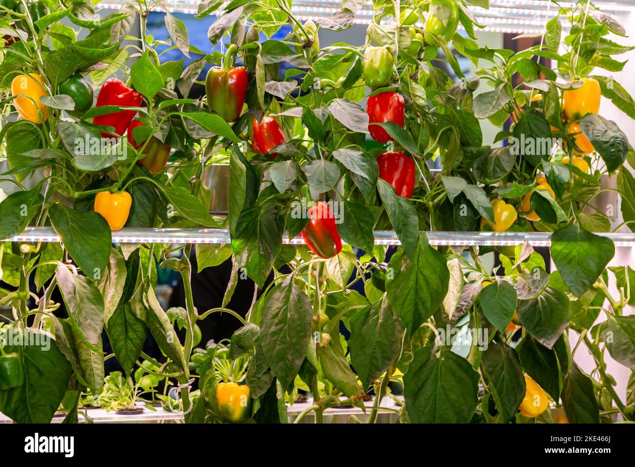 Growing peppers hydroponically under phytolamps Stock Photo Alamy