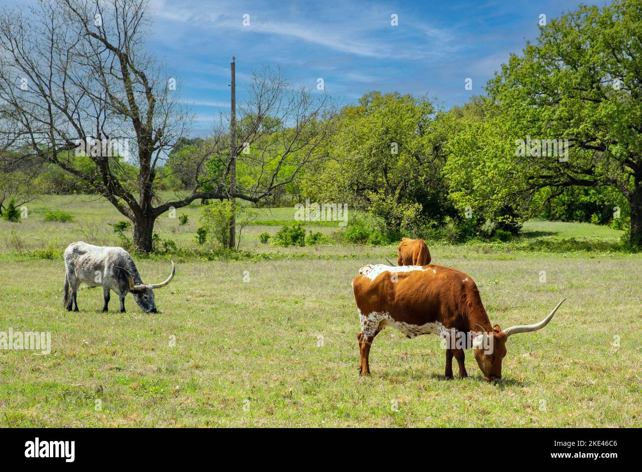 A view of several Texas longhorn cattle feeding in a field with trees in the background on a