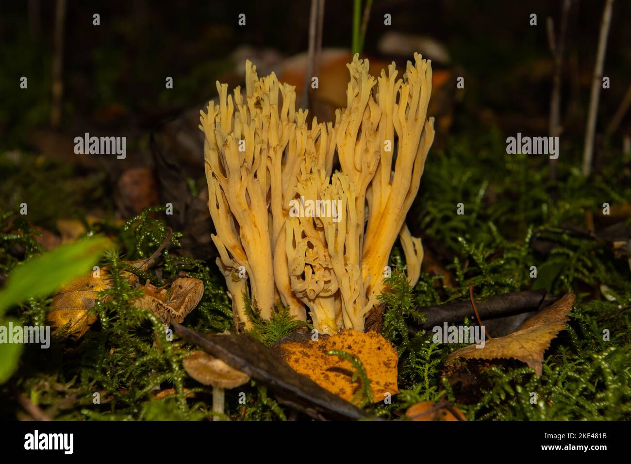 Close up of a Coral mushroom in the forest, also called Ramaria aurea or Ziegenbart Stock Photo