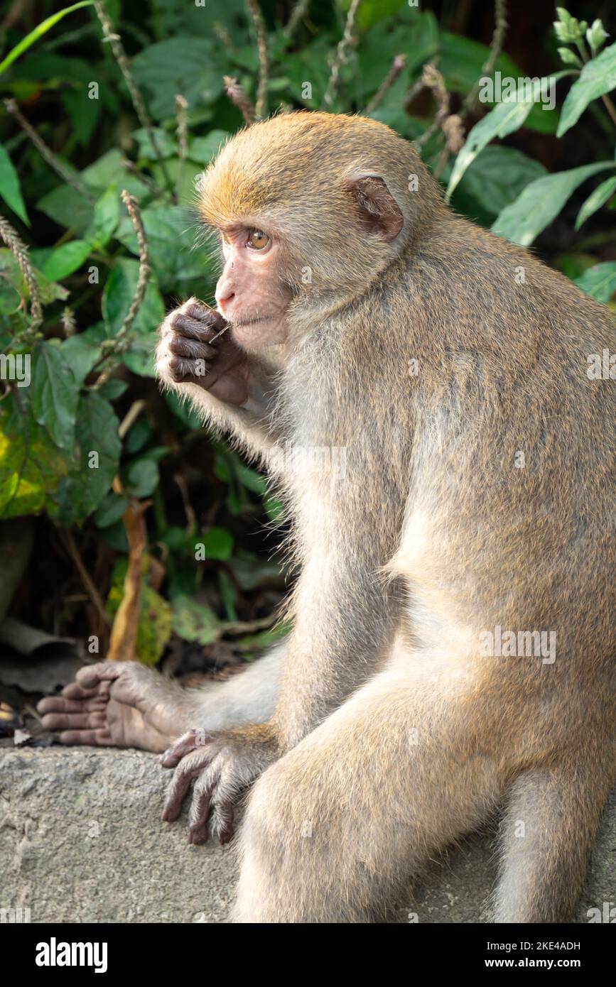 Wild Formosan macaque, Formosan rock monkey also named Taiwanese macaque in Taiwan are eating and take care of others. Stock Photo
